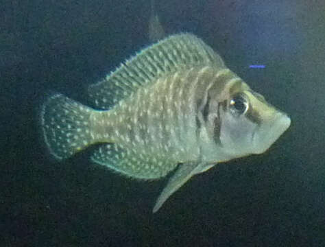 Image of Tanganyika blackfin