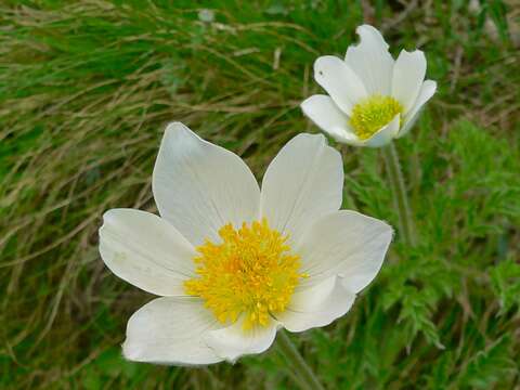 Image of alpine anemone