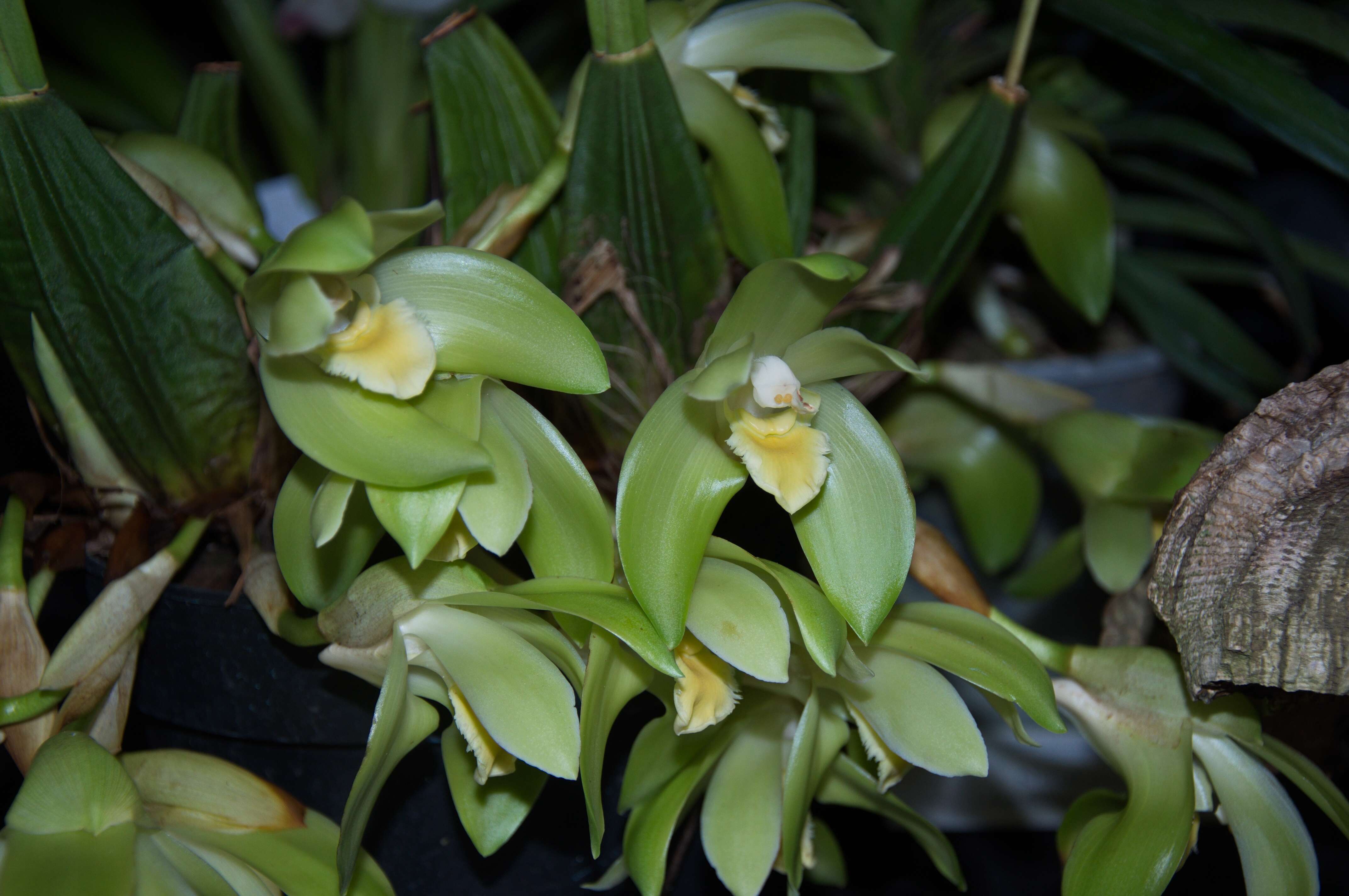 Sivun Sudamerlycaste fimbriata (Poepp. & Endl.) Archila kuva