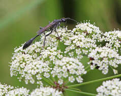 Image of Eremnophila Menke 1964