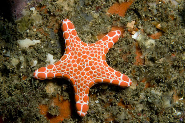 Image of Pentagonaster duebeni Gray 1847