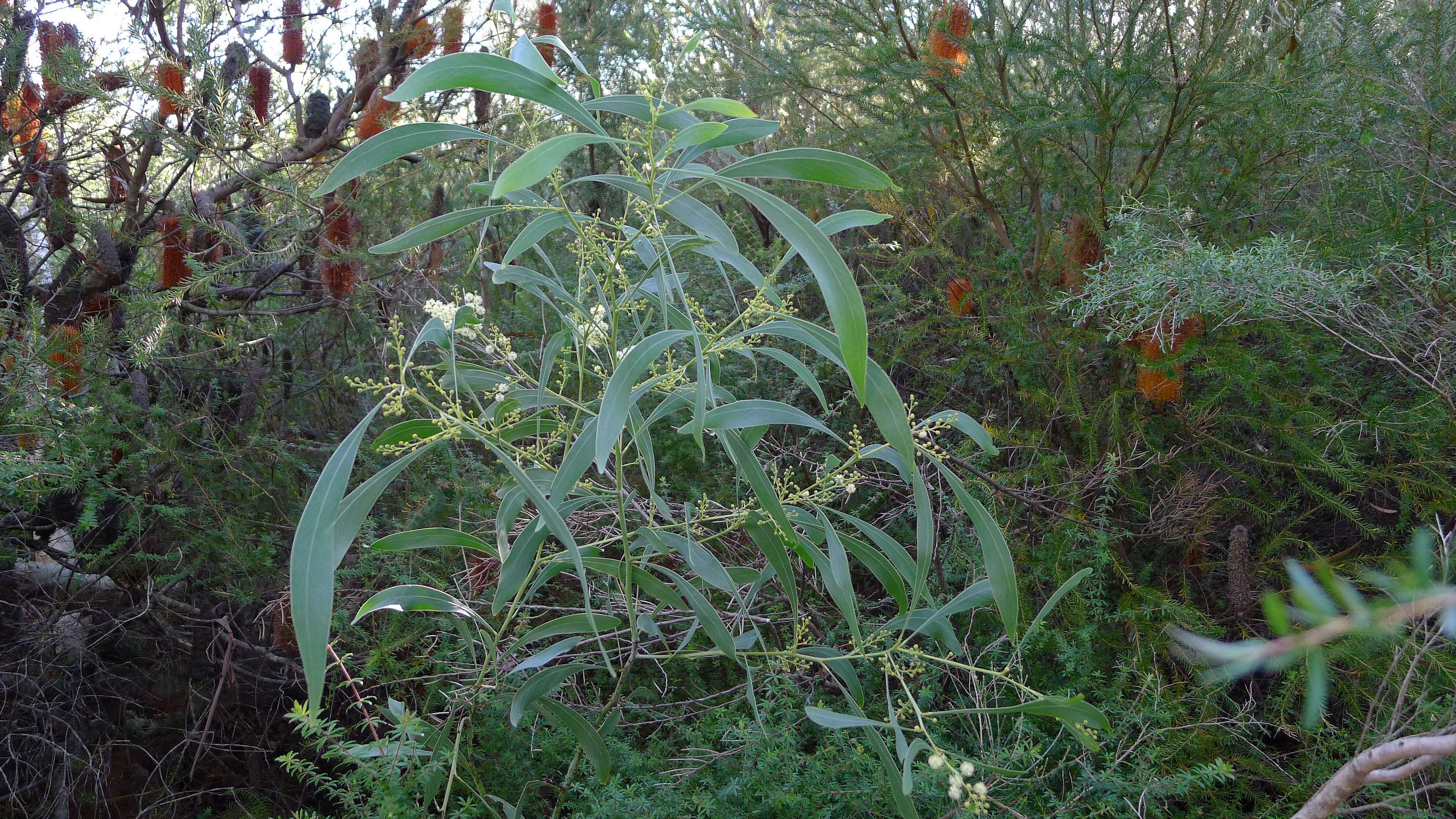 Image of Acacia falcata Willd.