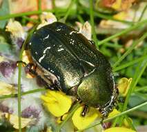 Image of Rose Chafer