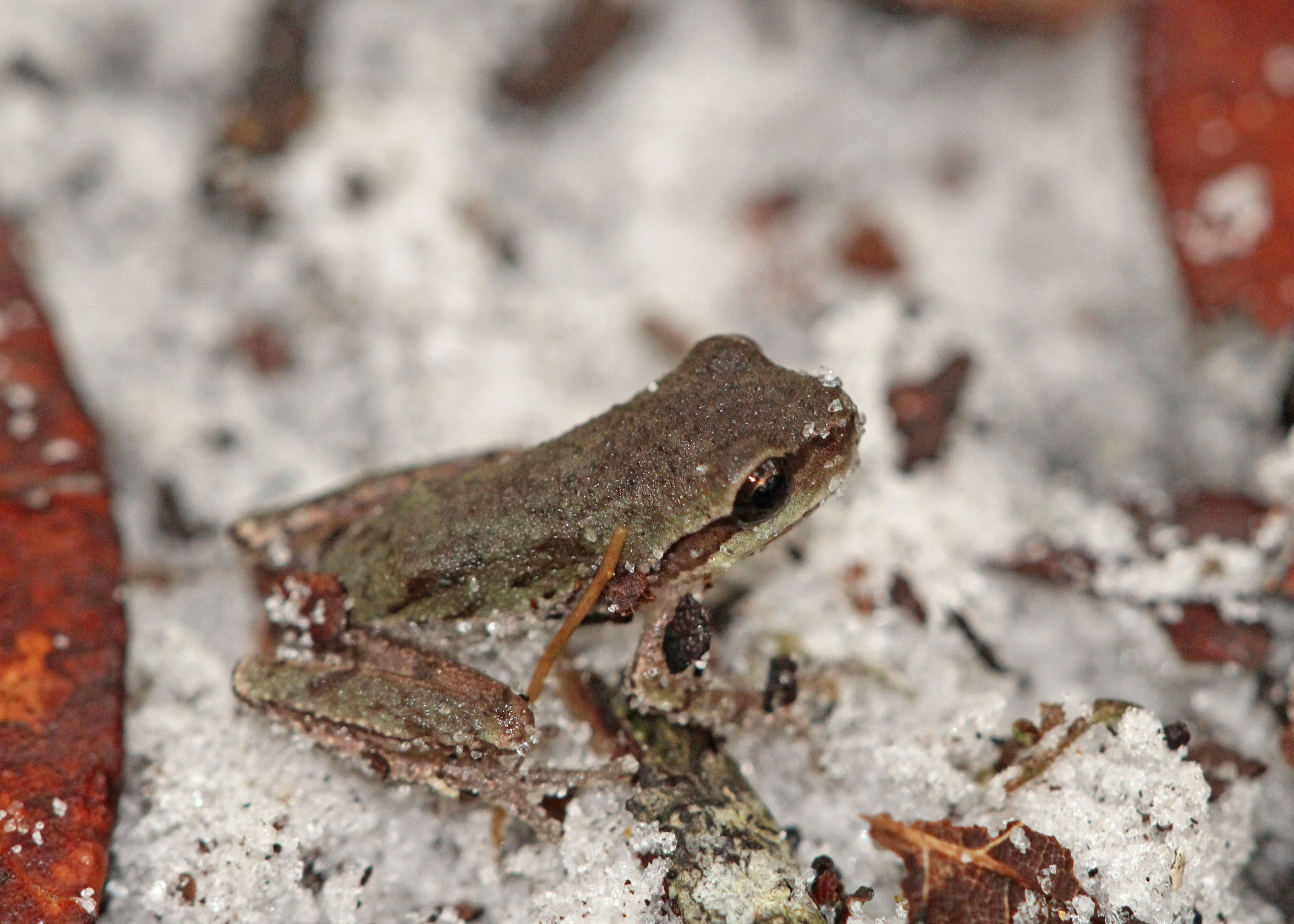 Image of Pine Woods Treefrog