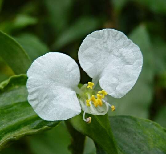 Image of Blousel Blommetjie