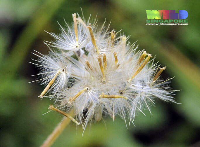 Imagem de Tridax procumbens L.