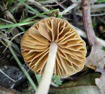 Image of Conocybe aeruginosa Romagn. 1969