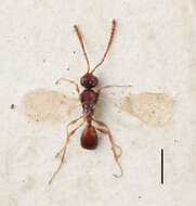 Sivun Entomacis triangularis kuva