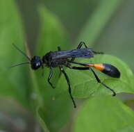 Image de Ammophila nigricans Dahlbom 1843