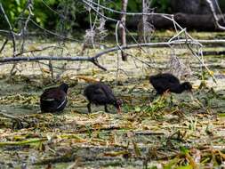 Image of Common Gallinule