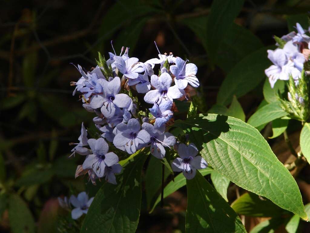 Image de Eranthemum pulchellum Andr.