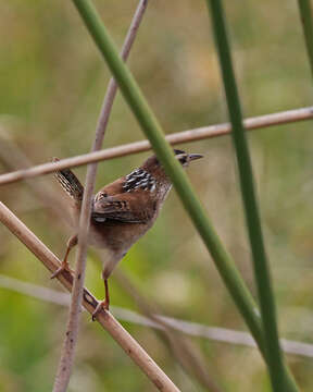 Image of Marsh Wren