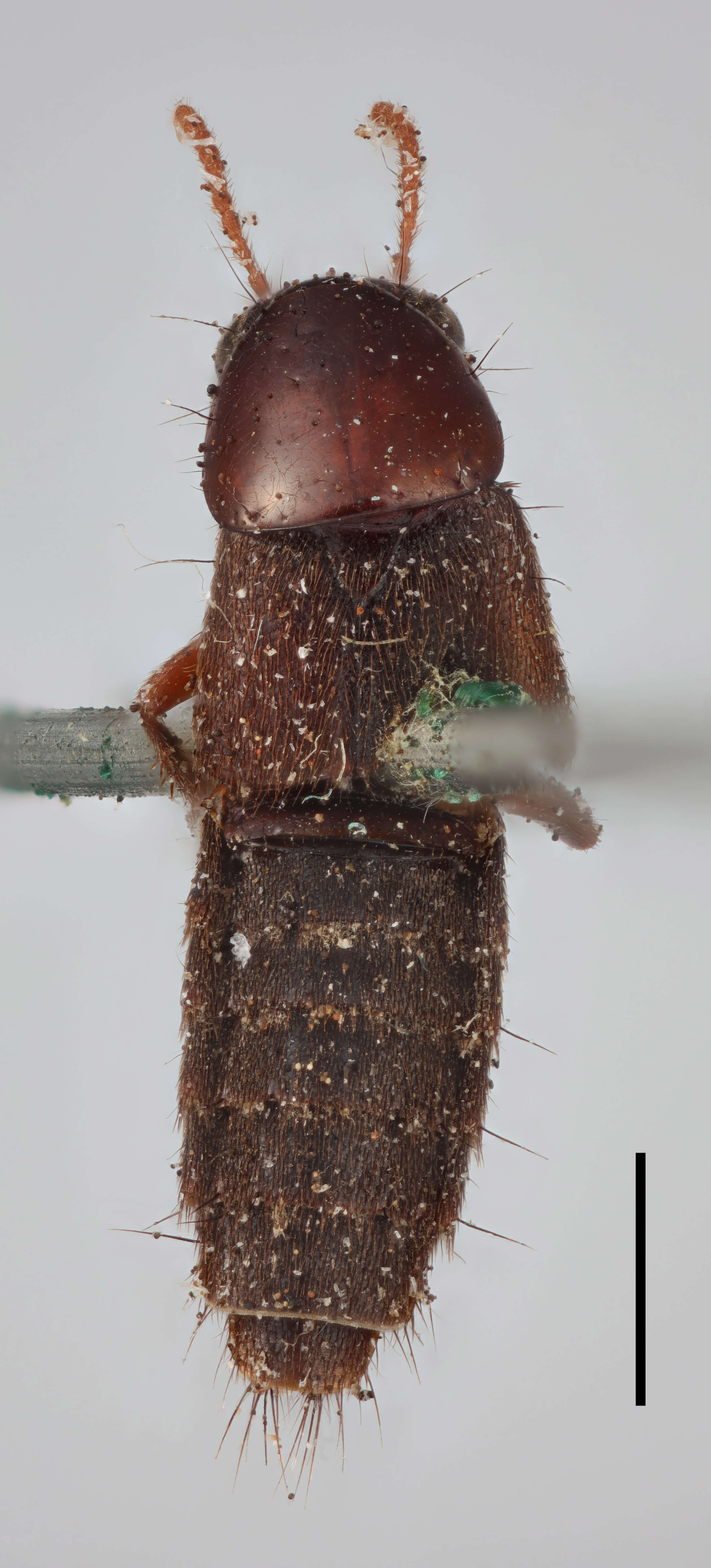 Image of Quedius (Raphirus) nitipennis (Stephens 1833)