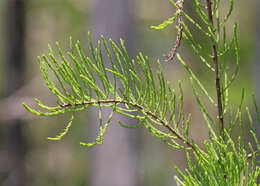 Imagem de Taxodium distichum var. imbricarium (Nutt.) Sarg.