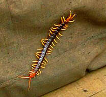 Scolopendra subspinipes Leach 1816 resmi