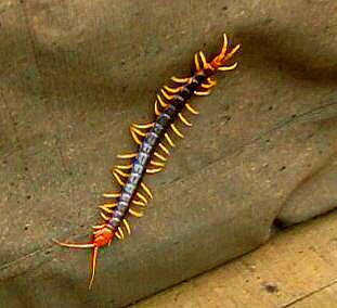 Scolopendra subspinipes Leach 1816 resmi