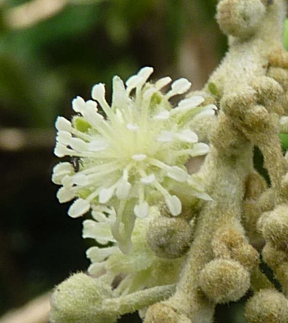 Image of Croton ferrugineus Kunth