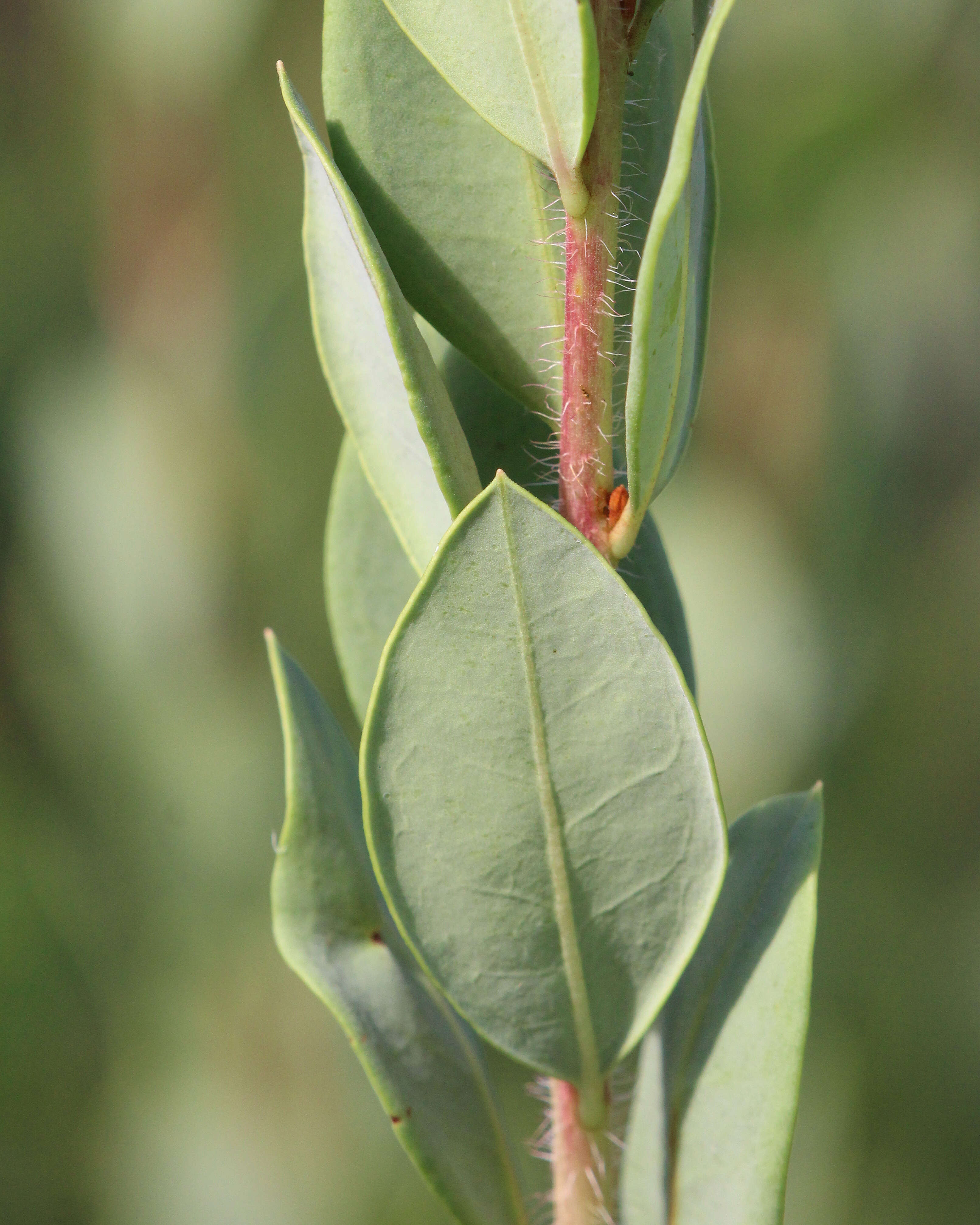 Image of flyweed