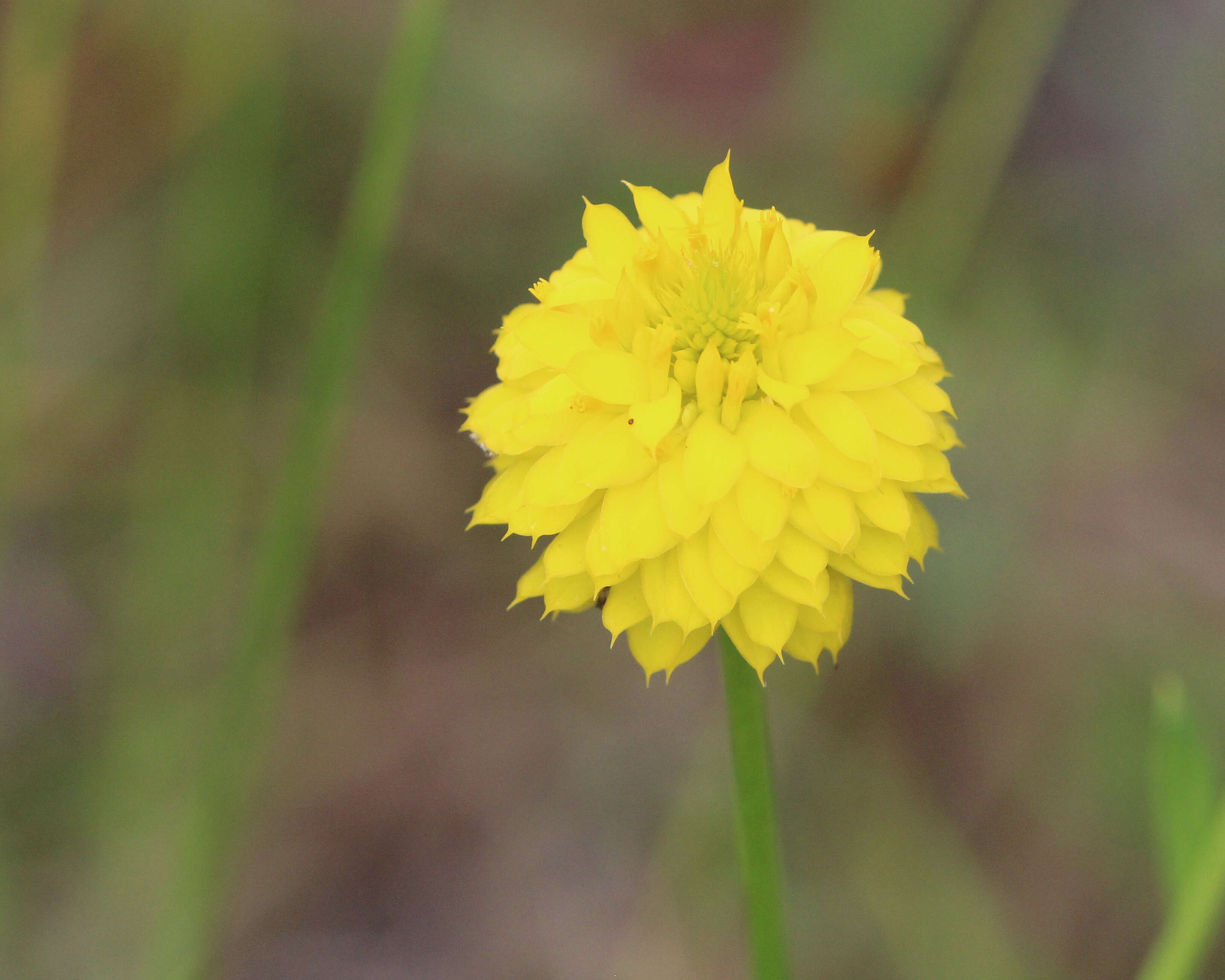 Polygala rugelii Shuttlew. ex A. Gray的圖片