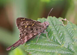 Image of Dorantes Longtail