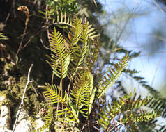 Image de Pleopeltis michauxiana (Weath.) Hickey & Sprunt