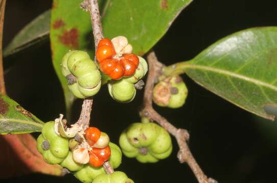 صورة Phyllanthus hohenackeri Müll. Arg.