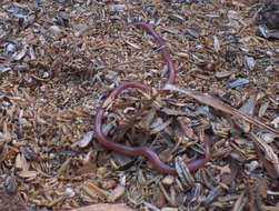 Image of long-beaked Blind Snake