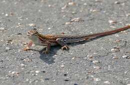 Image of Common Rough-scaled Lizard