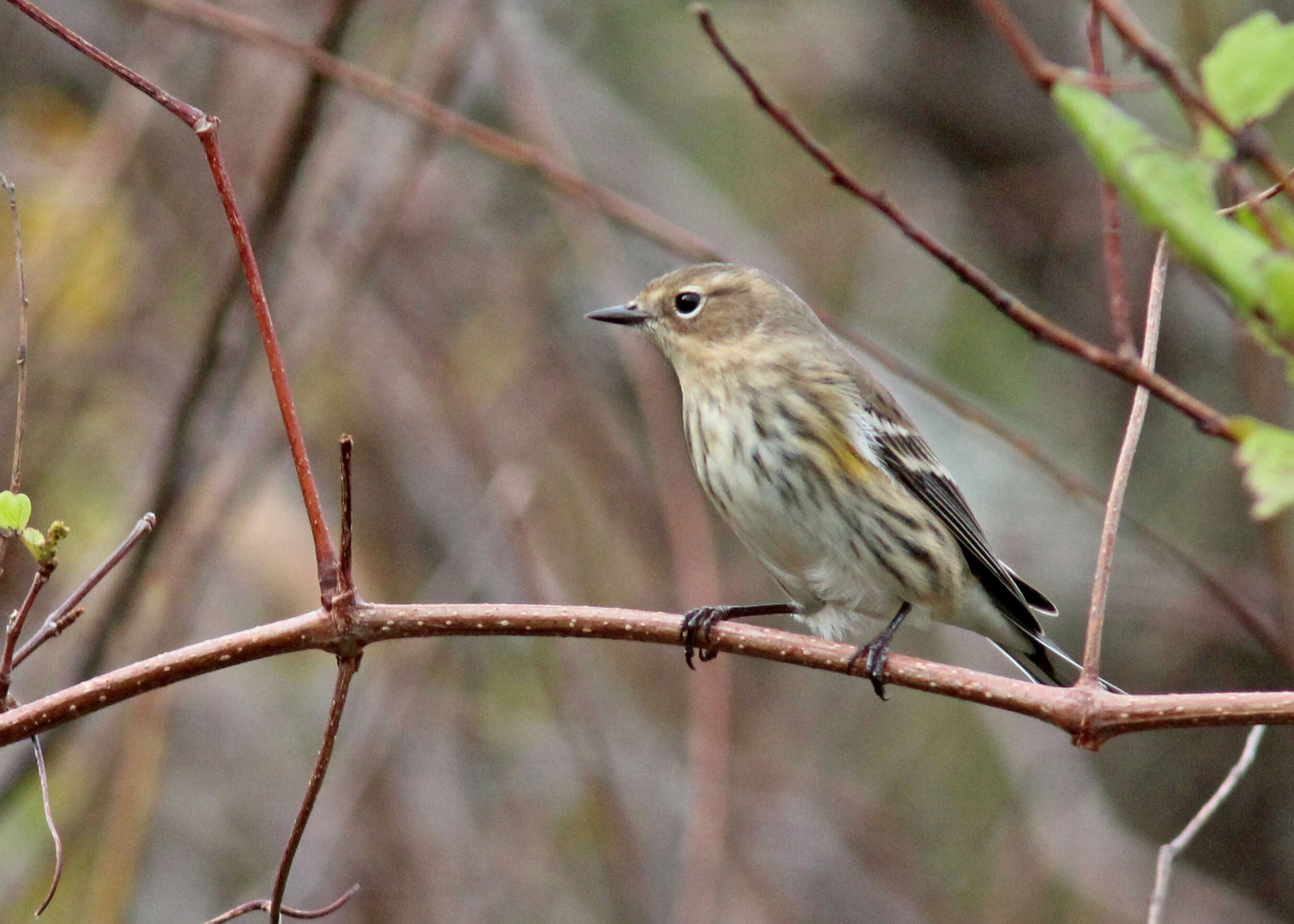 Image of Myrtle Warbler