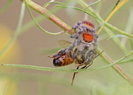 صورة Phidippus regius C. L. Koch 1846