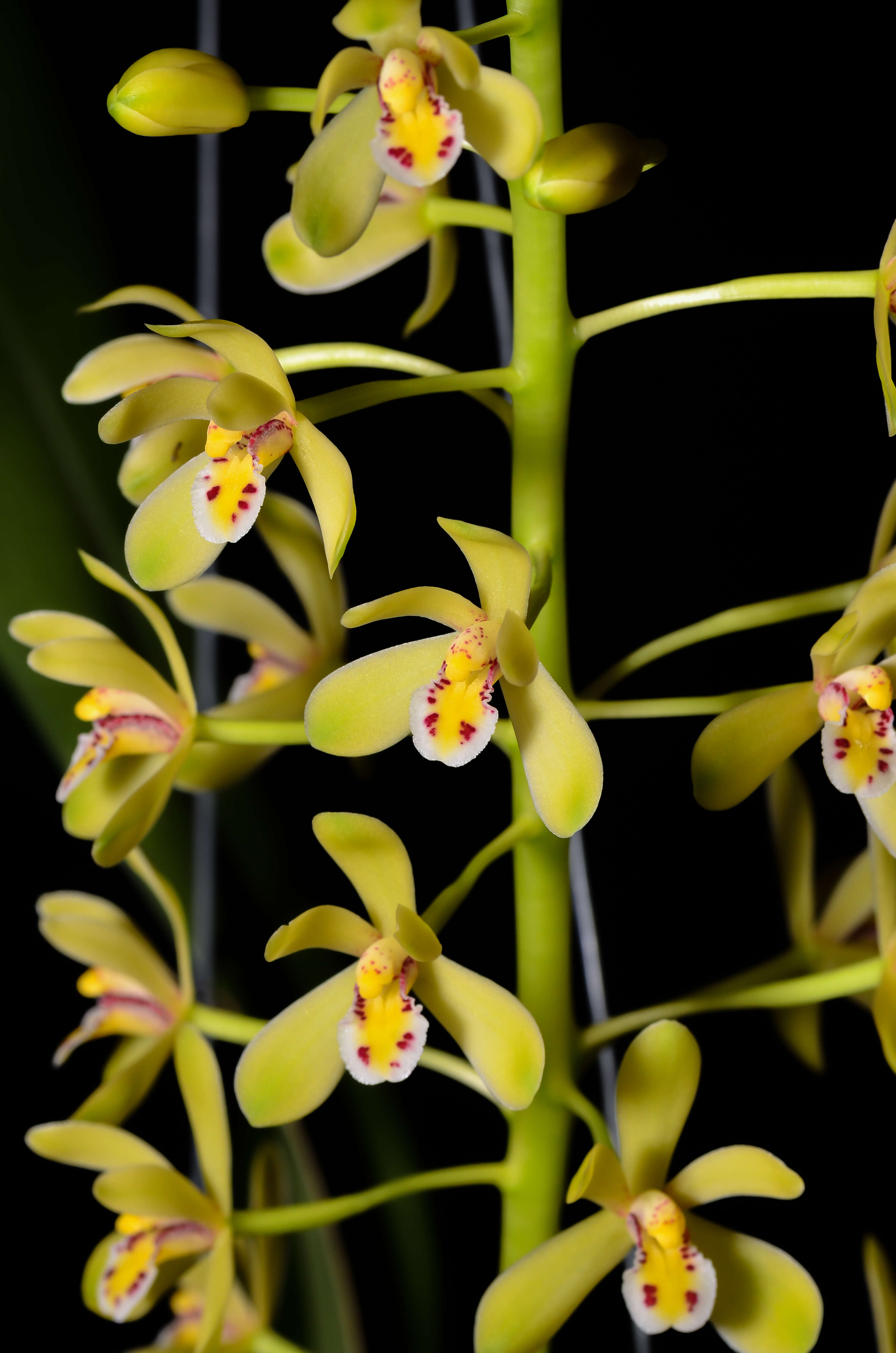 Cymbidium chloranthum Lindl.的圖片