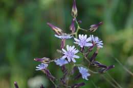 Image de Lactuca floridana (L.) Gaertn.