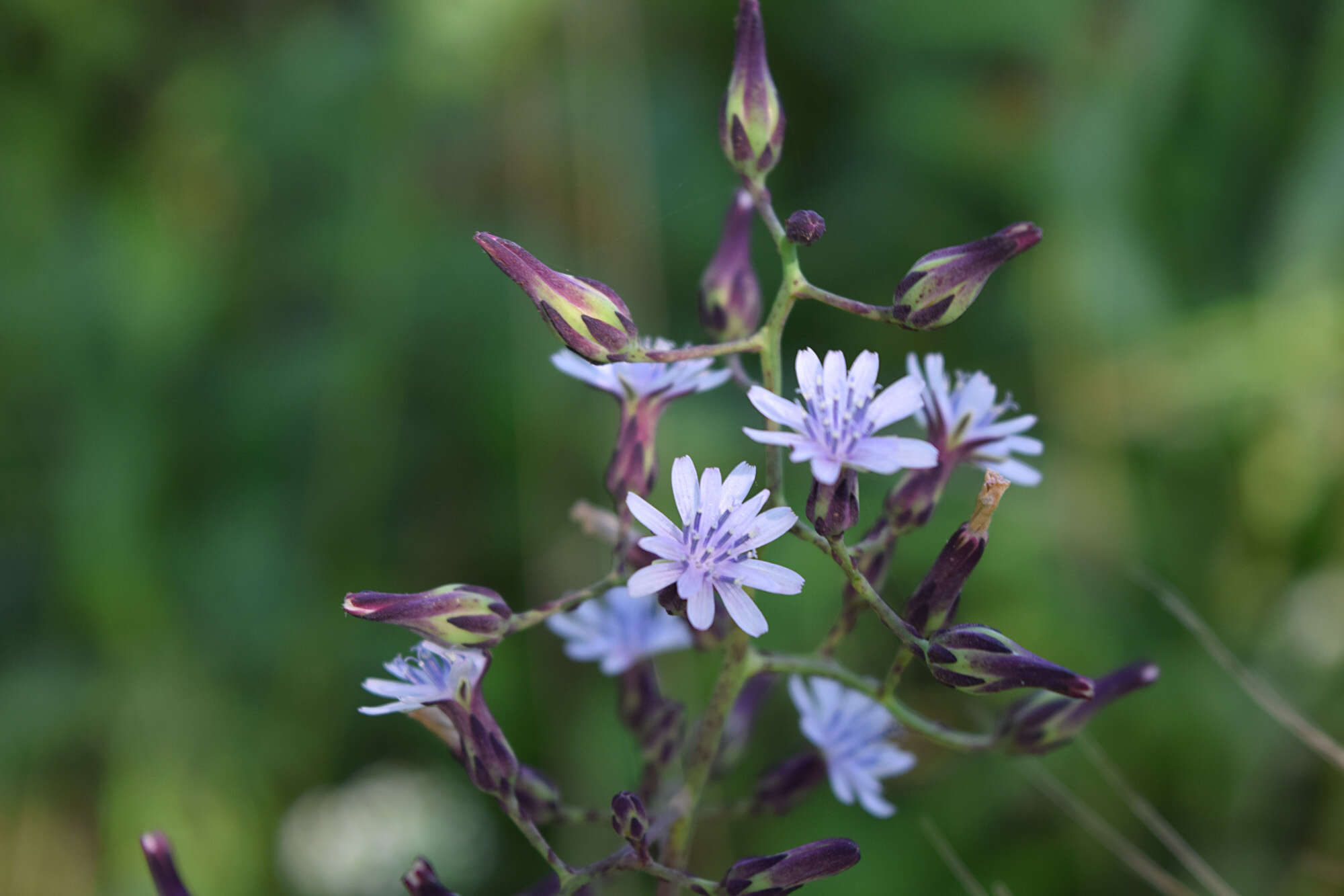 Image de Lactuca floridana (L.) Gaertn.