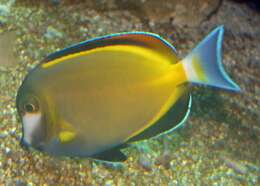 Image of Japan surgeonfish