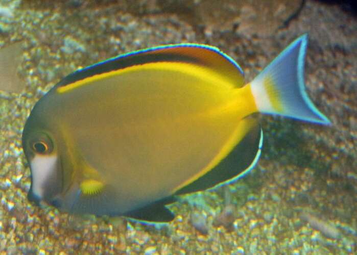 Image of Japan surgeonfish