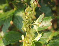 Image of fiveleaf yam