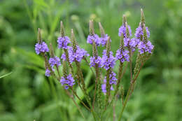 Image of swamp verbena