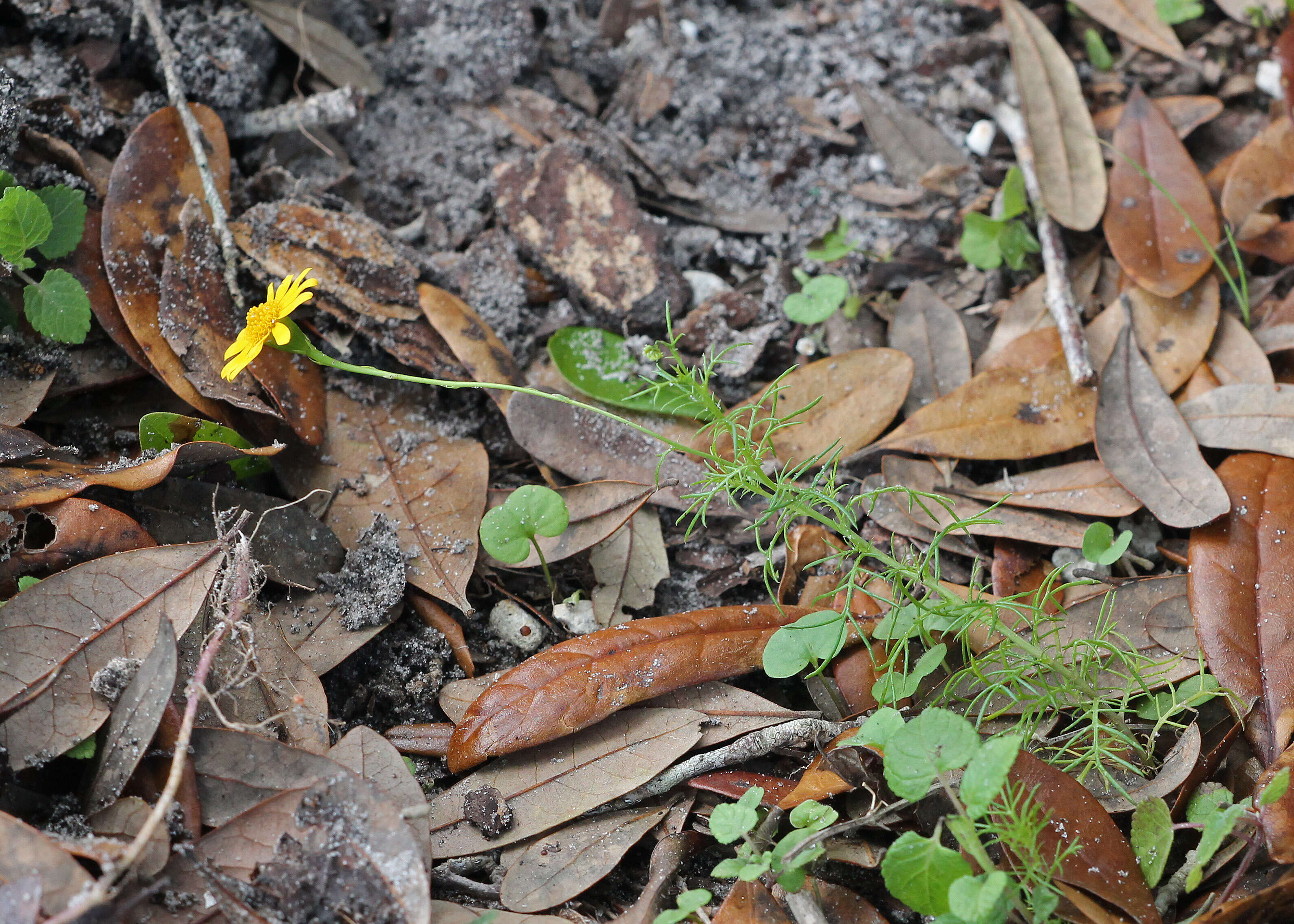 Image of bristleleaf pricklyleaf