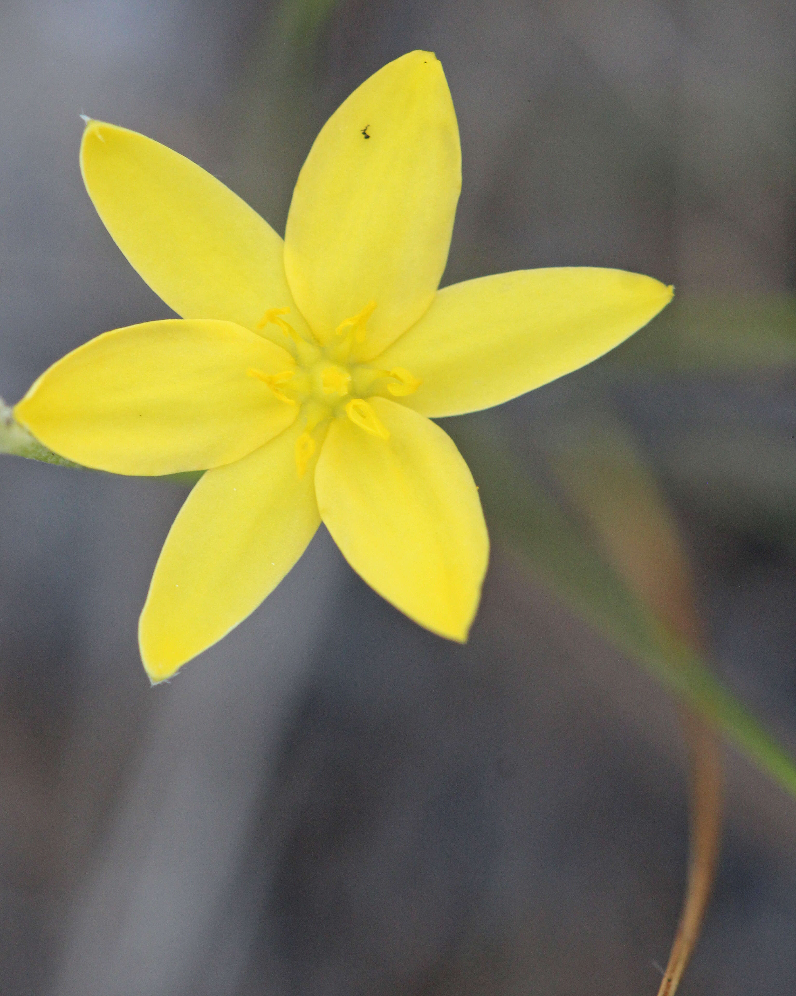 Image of fringed yellow star-grass