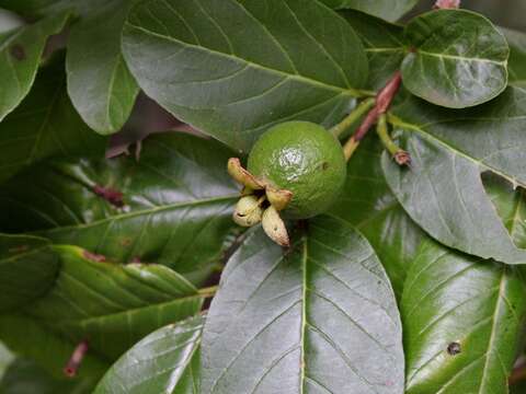 Image of Guinea guava