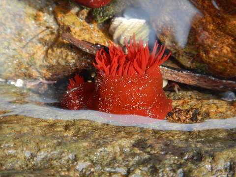 Image of Red Waratah Anemone