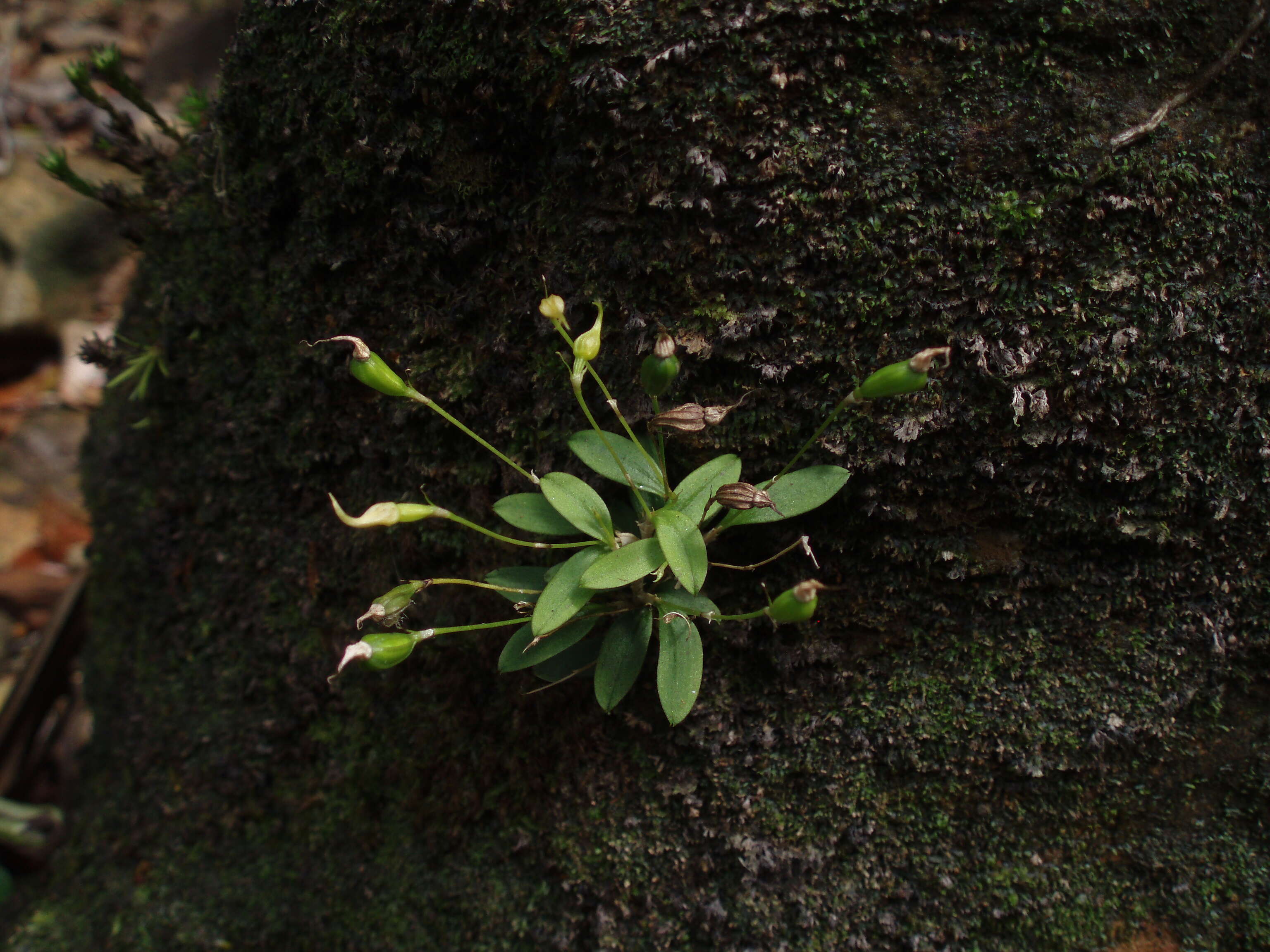 Image of Sherring's cup orchid