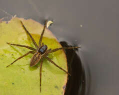 Plancia ëd Dolomedes triton (Walckenaer 1837)