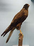 Image of Brown Falcon