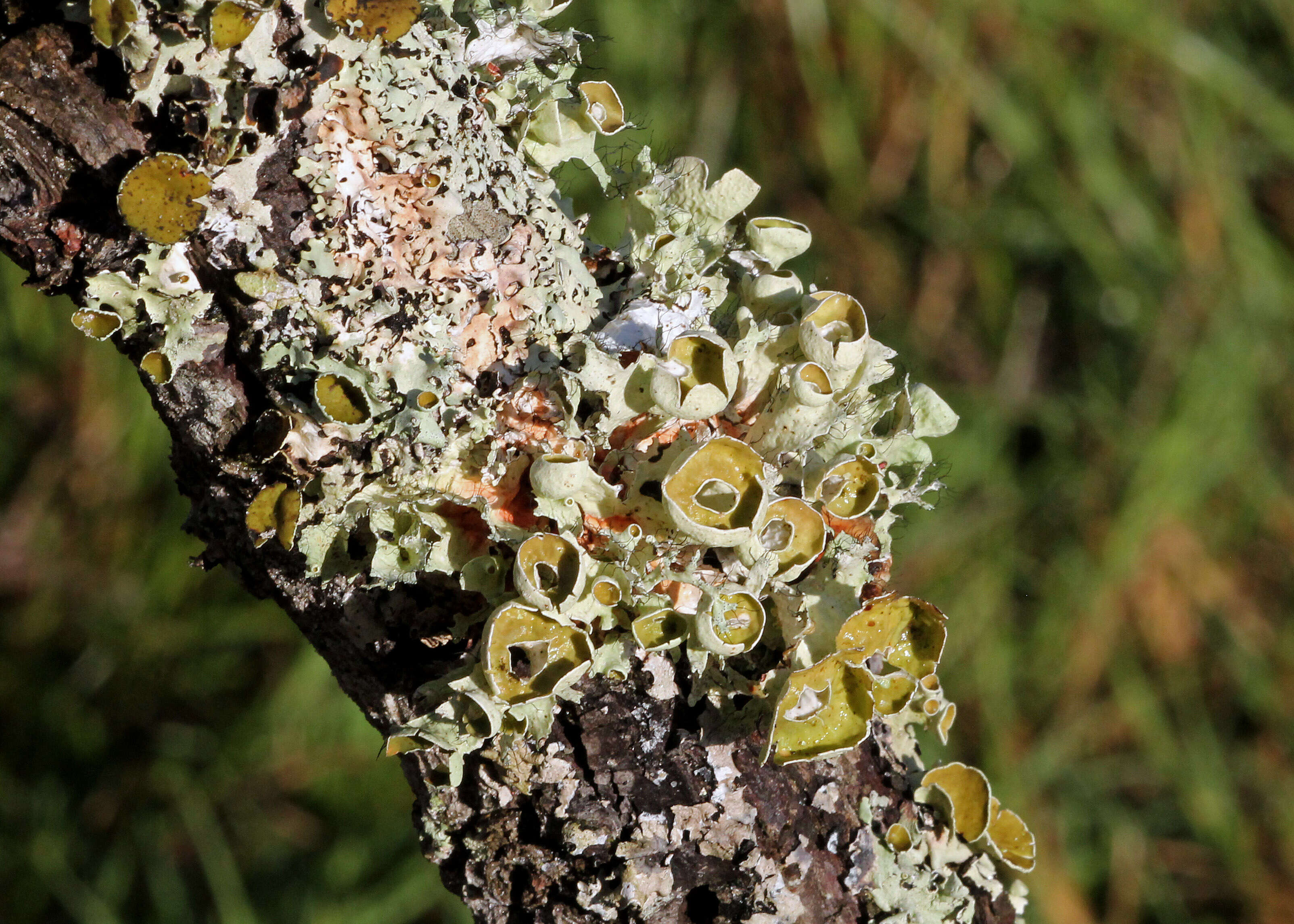 Image of coastal plain willow