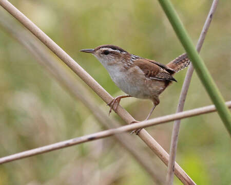 Image of Marsh Wren