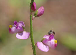 Image of showy milkwort