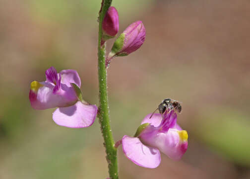 Image of showy milkwort