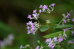 Image of Neanotis lancifolia (Hook. fil.) W. H. Lewis