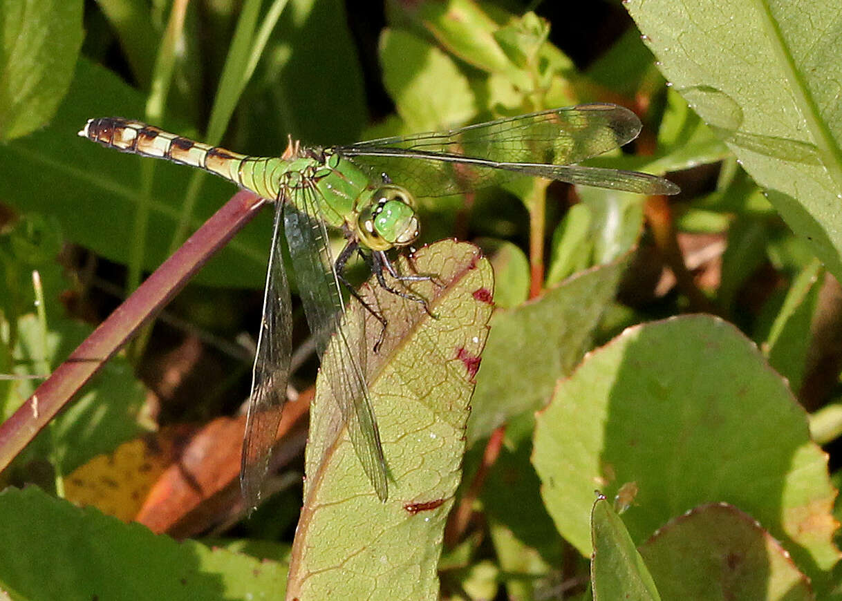 Imagem de Erythemis simplicicollis (Say 1840)